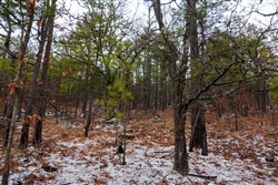 property photo for Stone Bridge Phase IV Tract 272, 11.85 acres for sale in LatimerHaskell County, Oklahoma