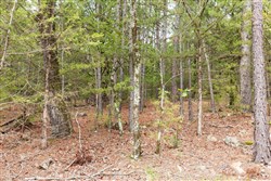 property photo for Stone Bridge Phase V Tract 360, 11 acres for sale in LatimerHaskell County, Oklahoma