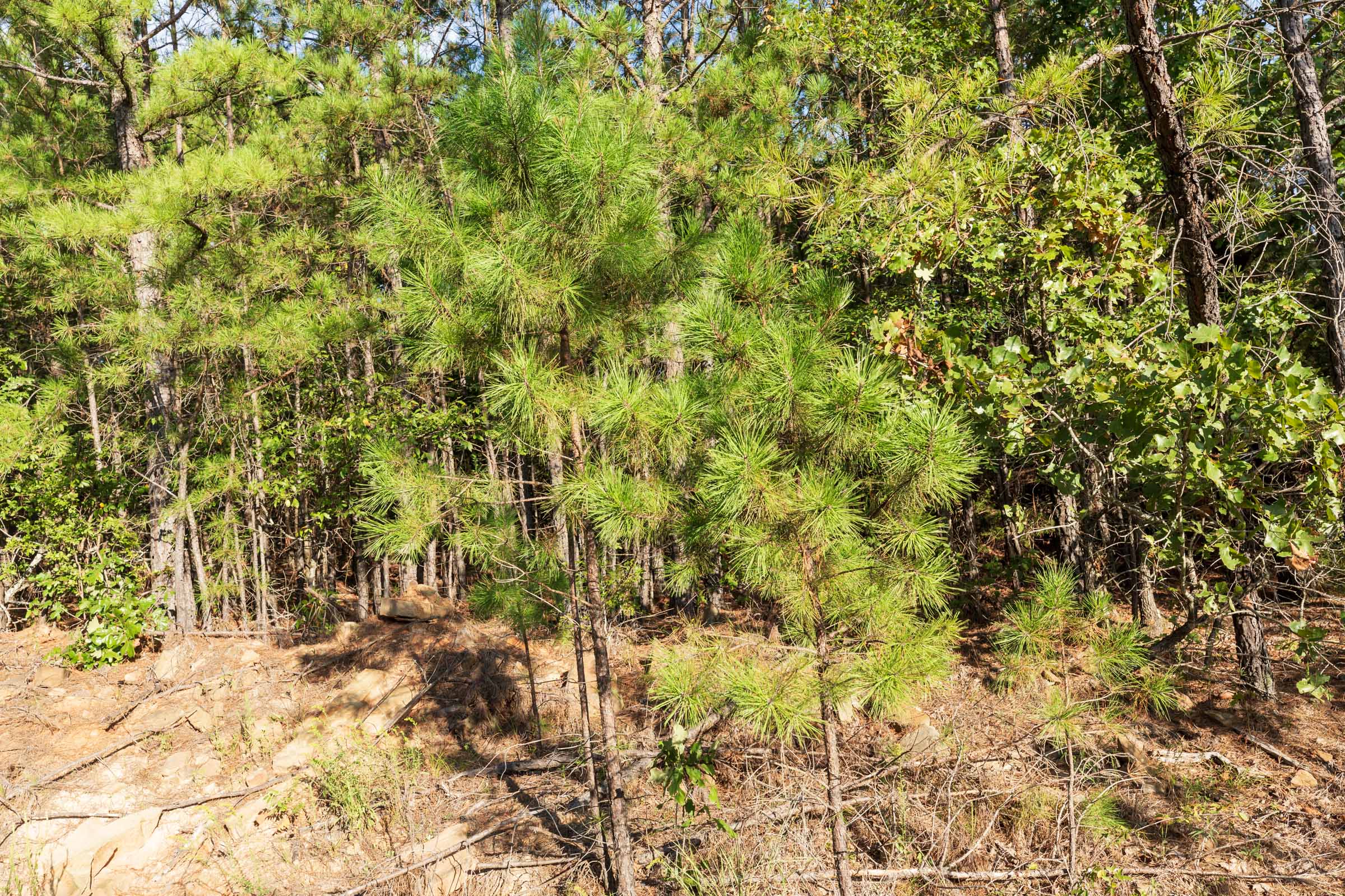 Tract 383 at Stone Bridge Phase V in LatimerHaskell County, Oklahoma
