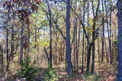 property photo for Stone Bridge Reserve Tract 9, 6.5 acres for sale in LatimerHaskell County, Oklahoma