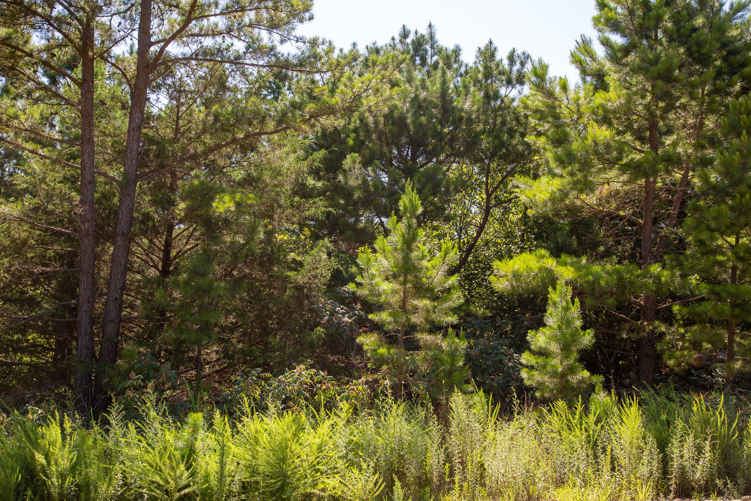 Tract 4 at Tyler Stone Ranch in Leflore County, Oklahoma