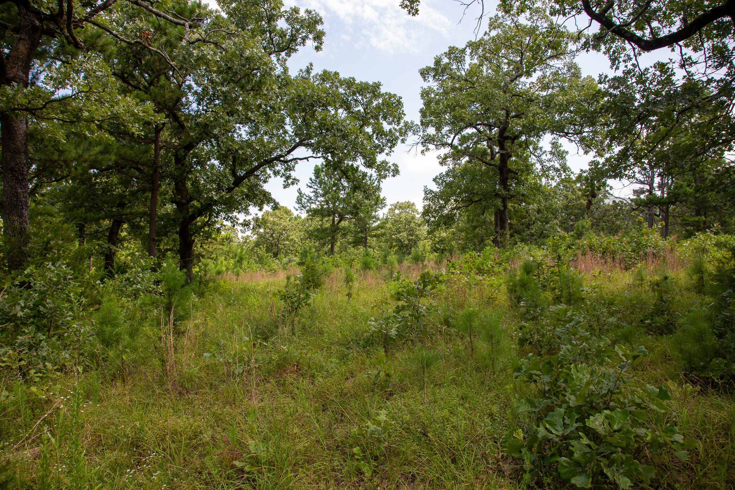 Tract 42 at Tyler Stone Ranch in Leflore County, Oklahoma