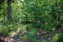 property photo for Tyler Stone Ranch Tract 43, 8.29 acres for sale in Leflore County, Oklahoma