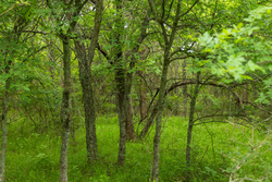 property photo for Harmony Hills Tract 10, 5.25 acres for sale in Pittsburg County, Oklahoma