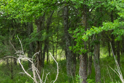 property photo for Harmony Hills Tract 2, 5.17 acres for sale in Pittsburg County, Oklahoma