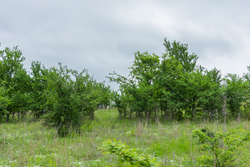 property photo for Harmony Hills Tract 2, 5.17 acres for sale in Pittsburg County, Oklahoma