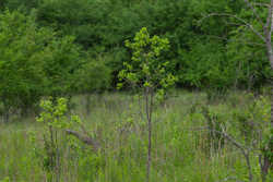 property photo for Harmony Hills Tract 2, 5.17 acres for sale in Pittsburg County, Oklahoma