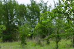 property photo for Harmony Hills Tract 2, 5.17 acres for sale in Pittsburg County, Oklahoma