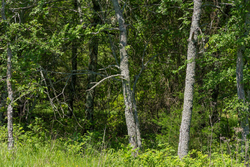 property photo for Harmony Hills Tract 34, 7.66 acres for sale in Pittsburg County, Oklahoma