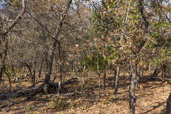 property photo for Harmony Hills Tract 45, 6.11 acres for sale in Pittsburg County, Oklahoma