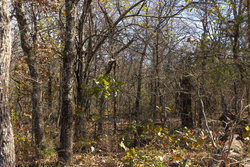 property photo for Harmony Hills Tract 48, 8.46 acres for sale in Pittsburg County, Oklahoma