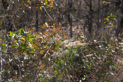 property photo for Harmony Hills Tract 48, 8.46 acres for sale in Pittsburg County, Oklahoma
