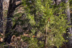 property photo for Harmony Hills Tract 51, 4.45 acres for sale in Pittsburg County, Oklahoma