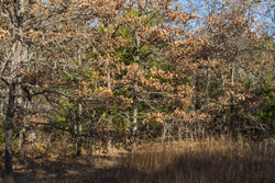 property photo for Harmony Hills Tract 51, 4.45 acres for sale in Pittsburg County, Oklahoma