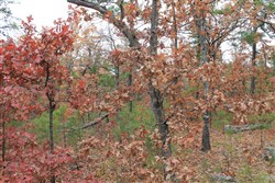 property photo for Indian Ridge Phase I Tract 2, 8.71 acres for sale in Pittsburg County, Oklahoma