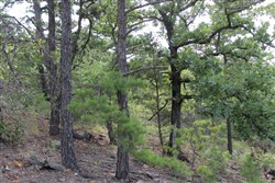 property photo for Trophy Ridge Phase III Tract 25, 9.59 acres for sale in Pushmataha County, Oklahoma