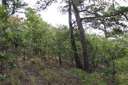 property photo for Trophy Ridge Phase III Tract 25, 9.59 acres for sale in Pushmataha County, Oklahoma