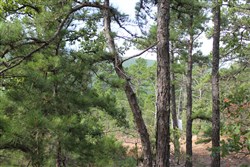 property photo for Trophy Ridge Phase III Tract 25, 9.59 acres for sale in Pushmataha County, Oklahoma
