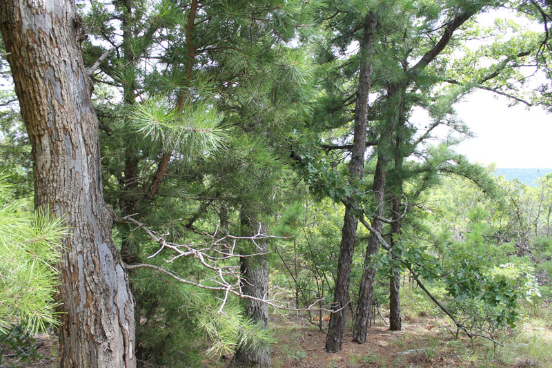 Tract 36 at Trophy Ridge Phase III in Pushmataha County, Oklahoma