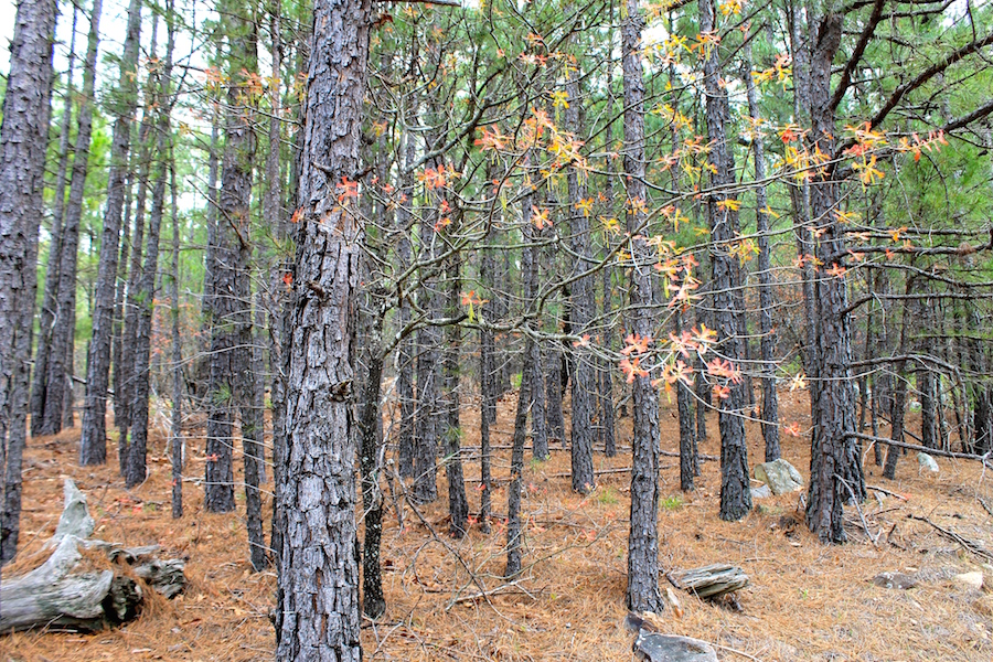 Tract 39 at Trophy Ridge Phase III in Pushmataha County, Oklahoma