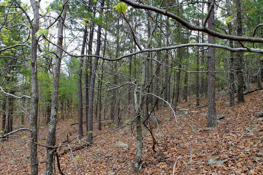 Tract 51 at Trophy Ridge Phase III in Pushmataha County, Oklahoma